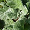 Salvia argentea feuille